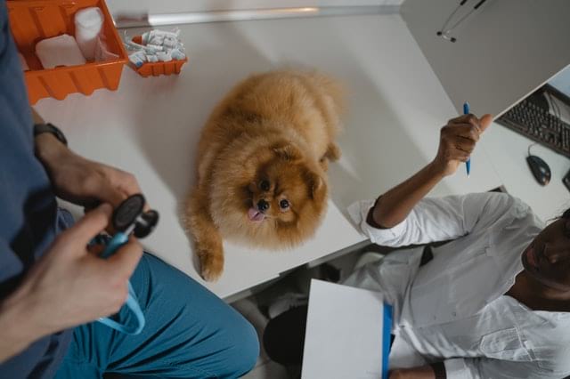  Discover Exceptional Care at Oceana Pet Hospital: Your Pet's Home Away from Home